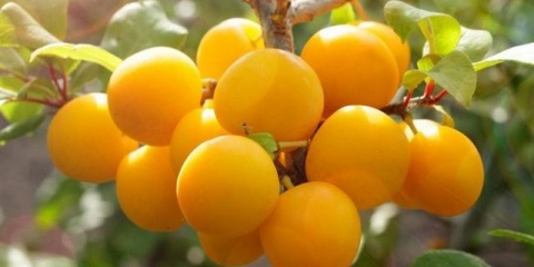 Kako posaditi drvo jabuke u proljeće na uralu